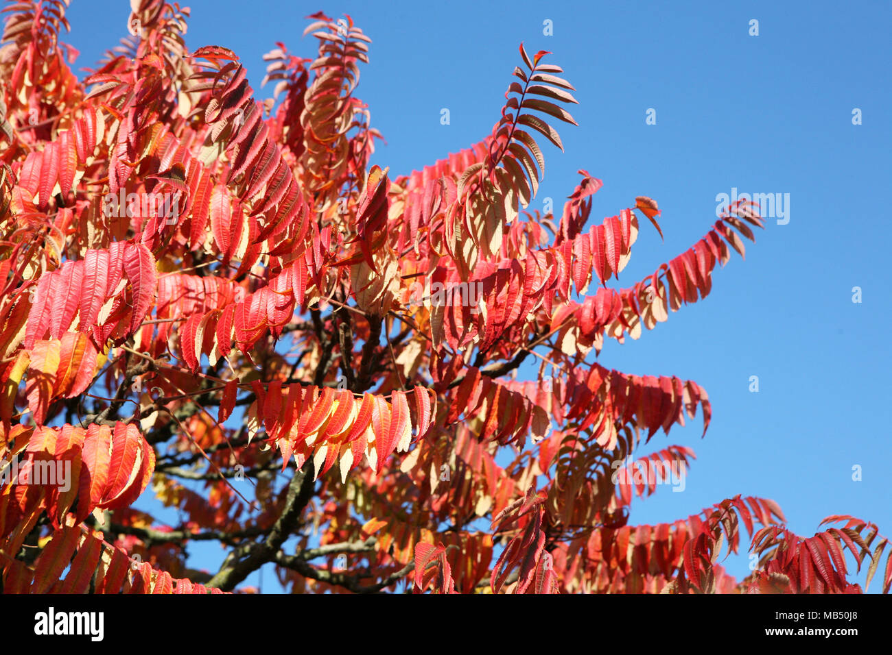 Direction générale des feuilles rouges dans un ciel bleu Banque D'Images