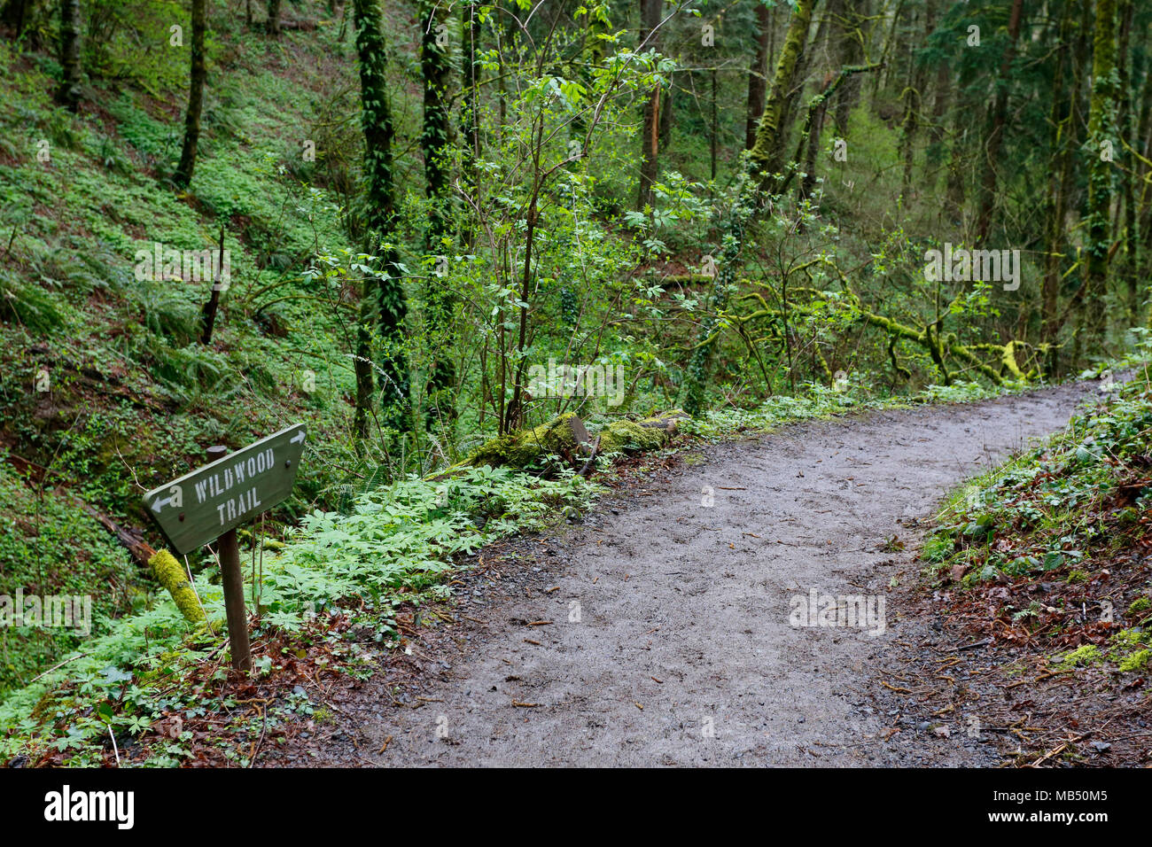 Le sentier Wildwood Trail à Forest Park, Portland, Oregon. Un sentier de randonnée bien entretenu serpentant dans un parc urbain. Banque D'Images