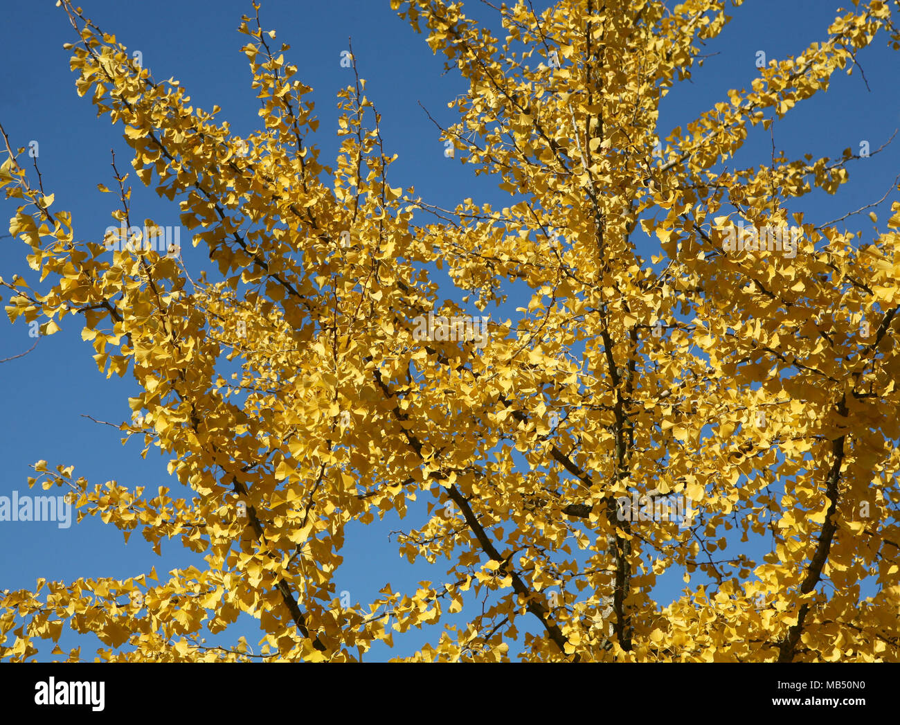 Les feuilles jaunes des branches d'arbre sur un ciel bleu Banque D'Images