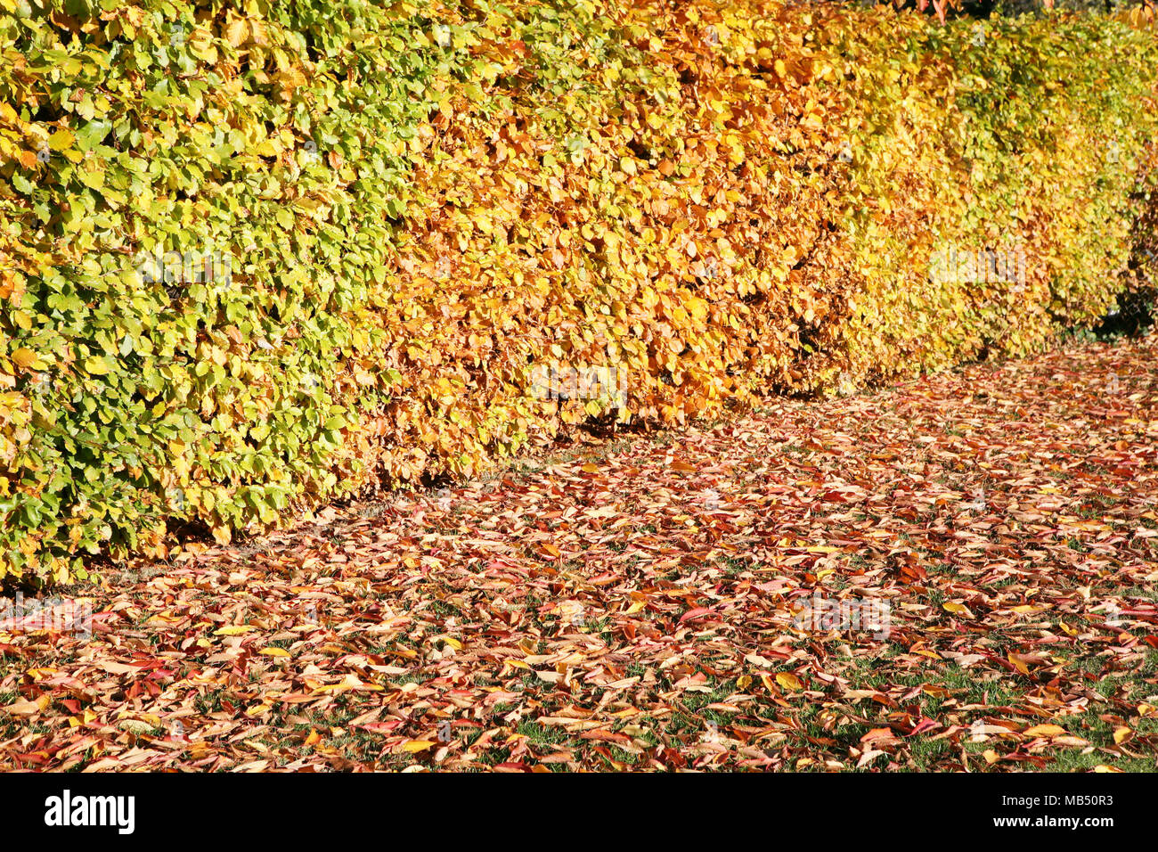 Clôture Bush vert-brun jaune feuilles automne chute Banque D'Images
