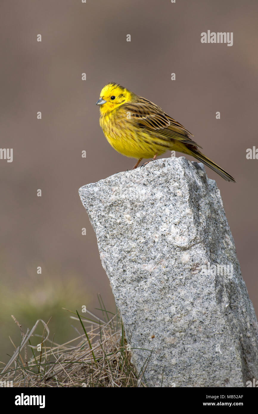 Yellowhammer (Emberiza citrinella) siège sur boundary stone, Tyrol, Autriche Banque D'Images