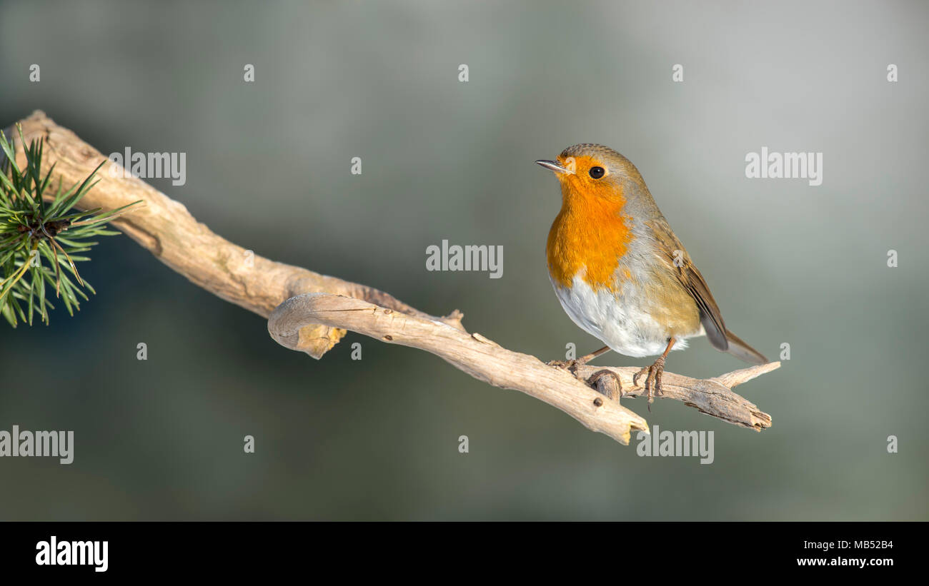 European robin (Erithacus rubecula aux abords), Sitting on branch, Tyrol, Autriche Banque D'Images