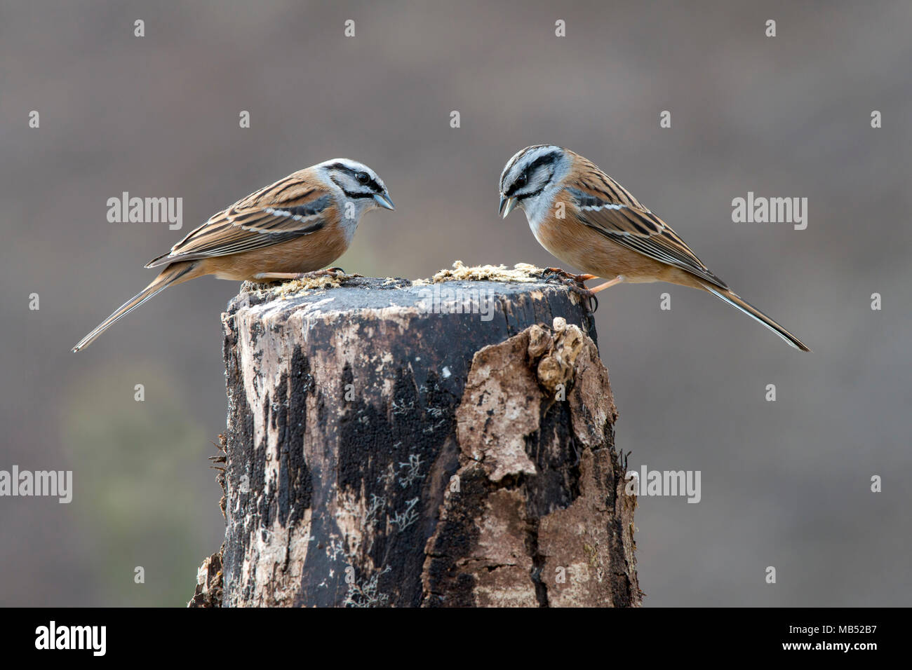 Rock Bruants (Emberiza cia), deux oiseaux mâles assis sur une souche d'arbre, Tyrol, Autriche Banque D'Images