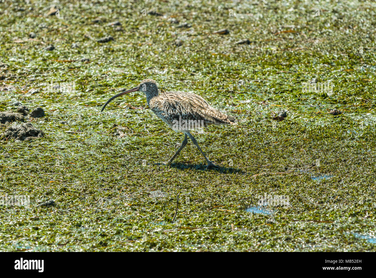 Eastern Curlew Numenius madagascariensis Point, Queensland Australie Wellington Banque D'Images