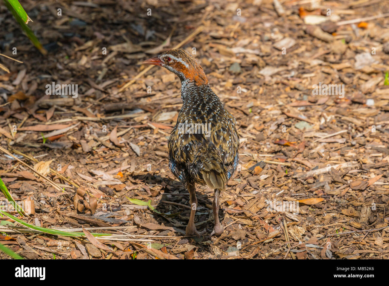 Buff banded rail, Queensland, Australie Banque D'Images