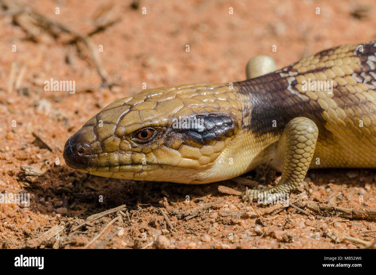 Tiliqua occipital, western blue-tongued lizard, les animaux australiens Banque D'Images