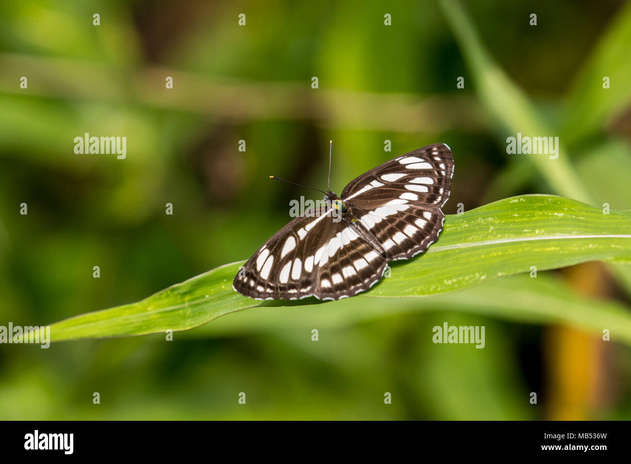 Neptis hylas Sailer (commune) perching on plant Banque D'Images