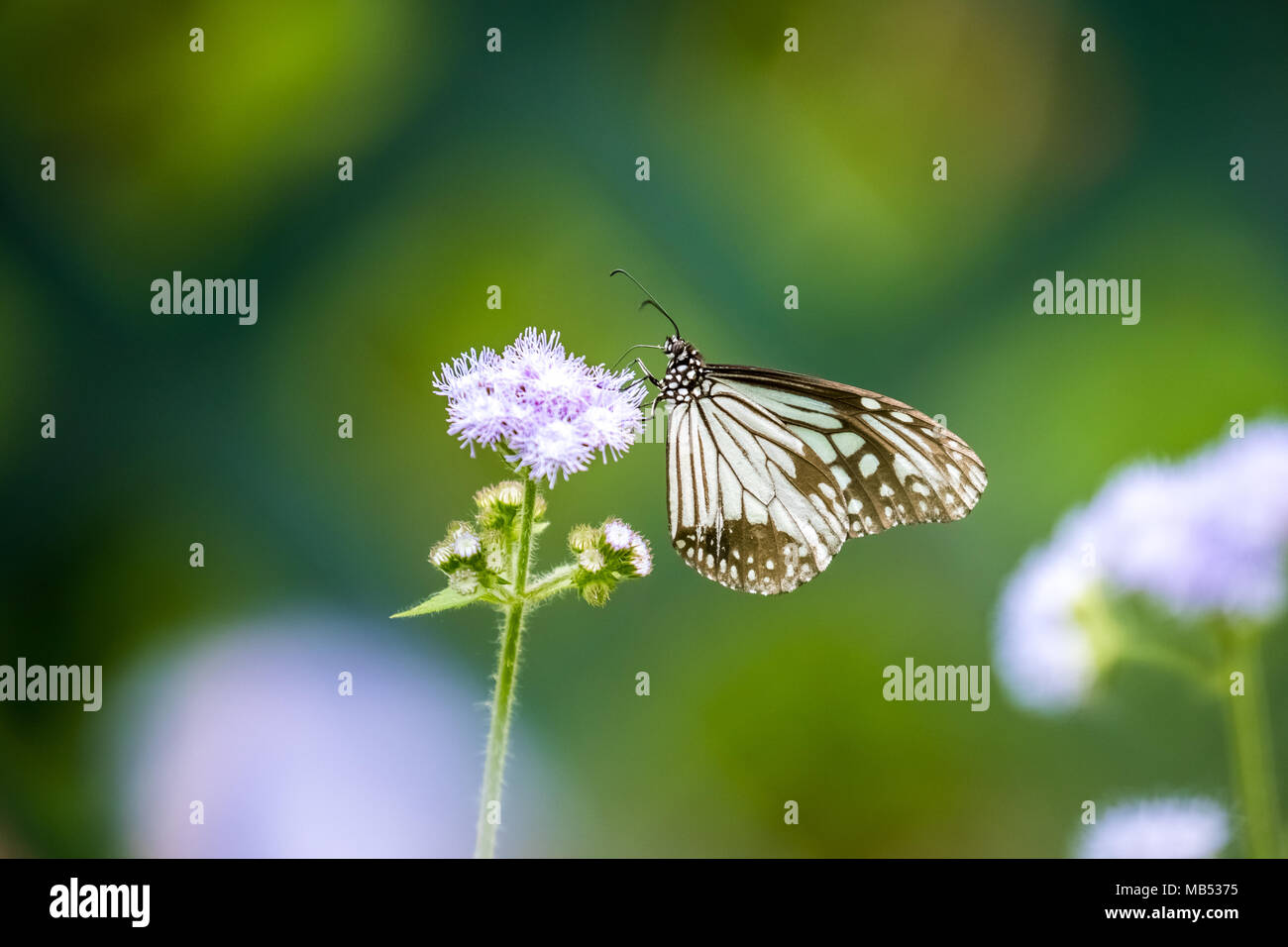 Tigre vitreux (Parantica aglea) perching on plant Banque D'Images