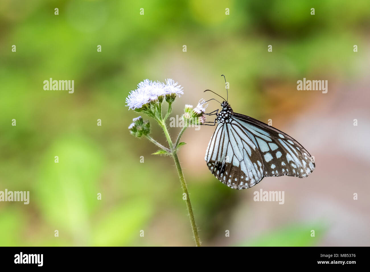Tigre vitreux (Parantica aglea) perching on plant Banque D'Images