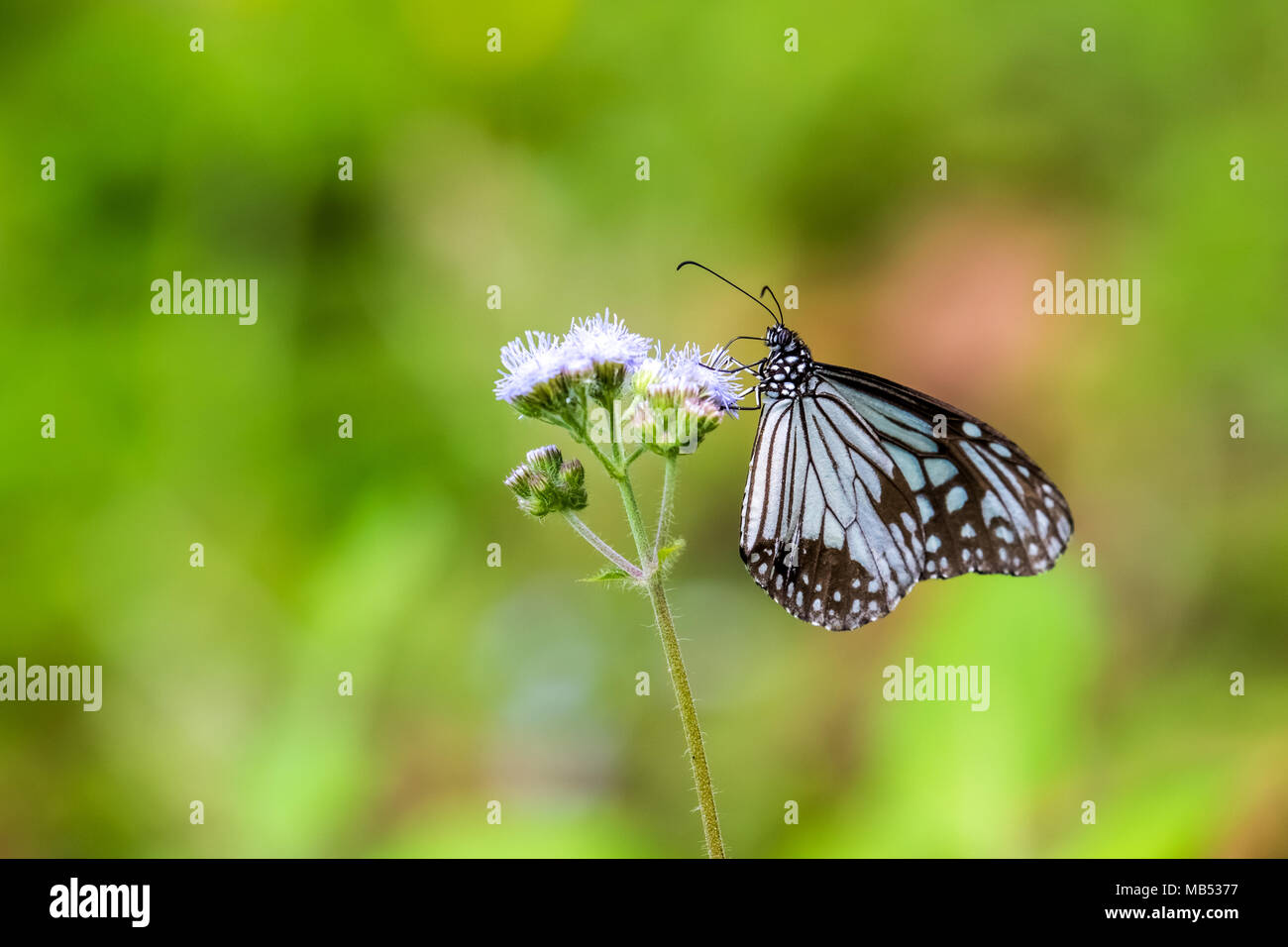 Tigre vitreux (Parantica aglea) perching on plant Banque D'Images