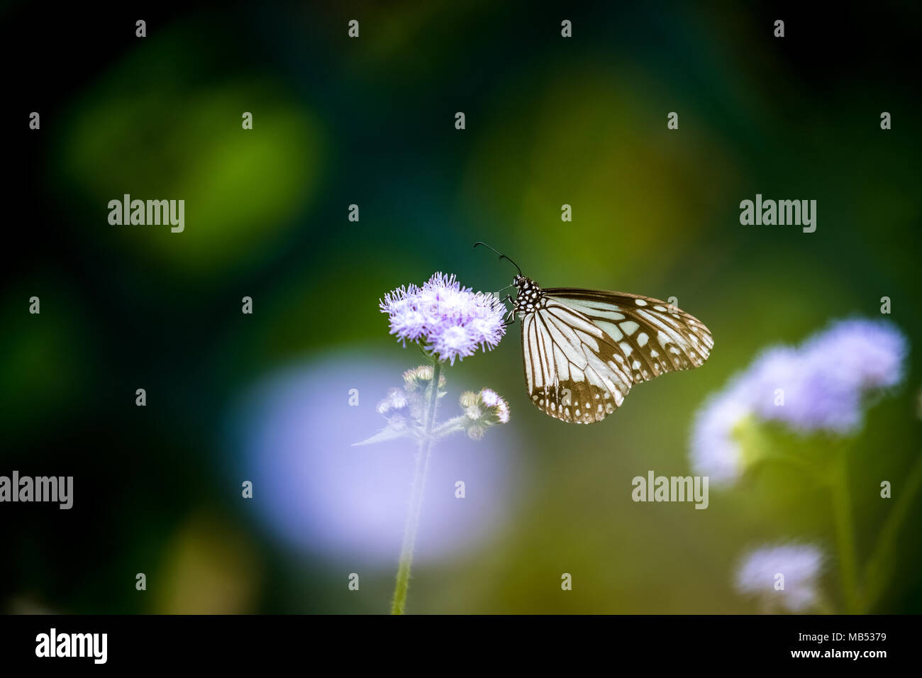 Tigre vitreux (Parantica aglea) perching on plant Banque D'Images