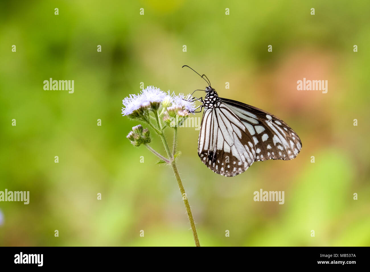 Tigre vitreux (Parantica aglea) perching on plant Banque D'Images