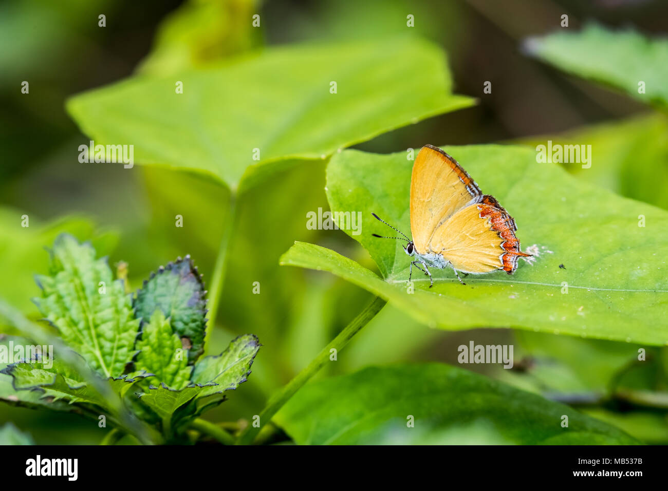 Saphir violet perching on plant Banque D'Images