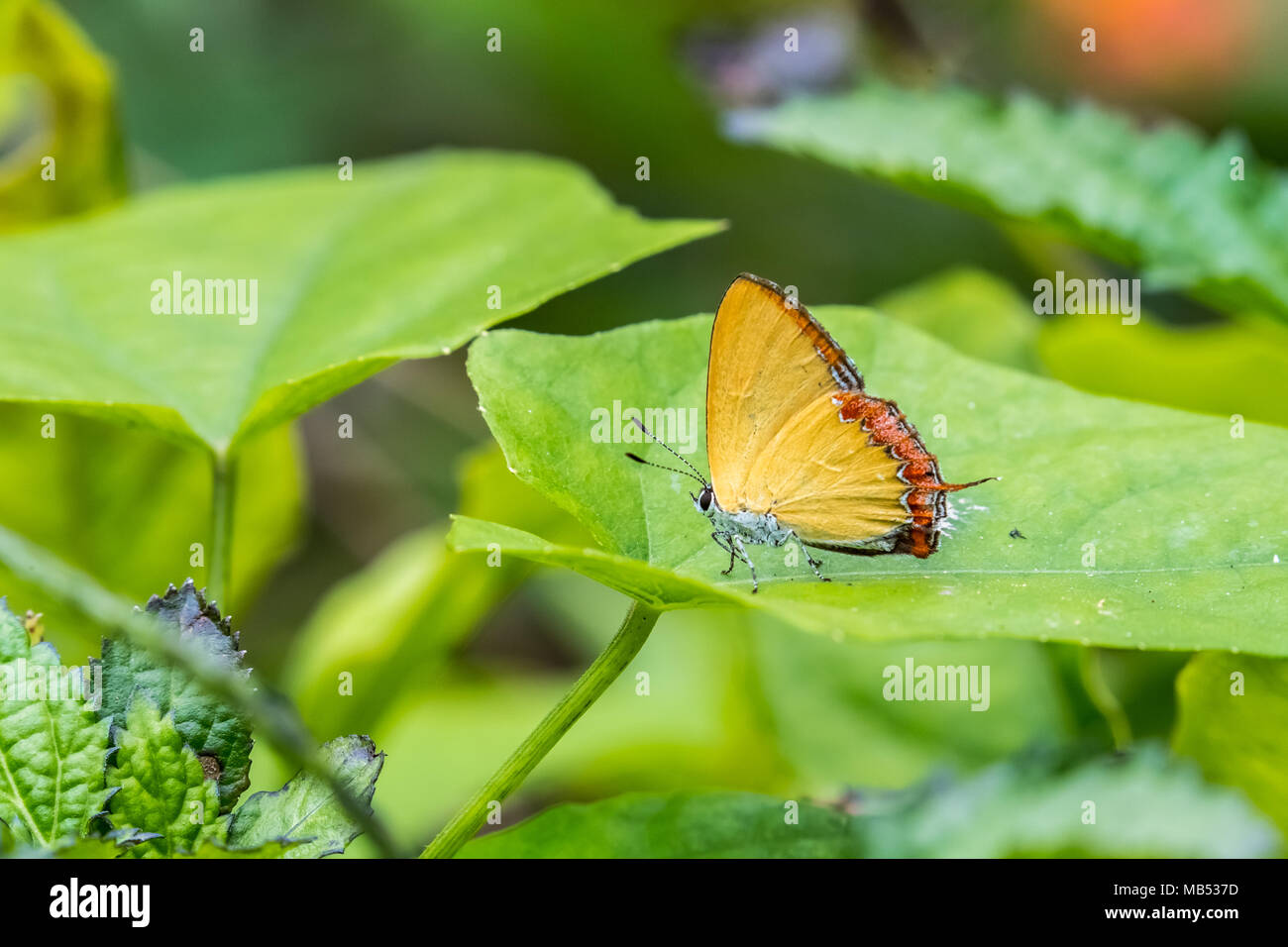 Saphir violet perching on plant Banque D'Images