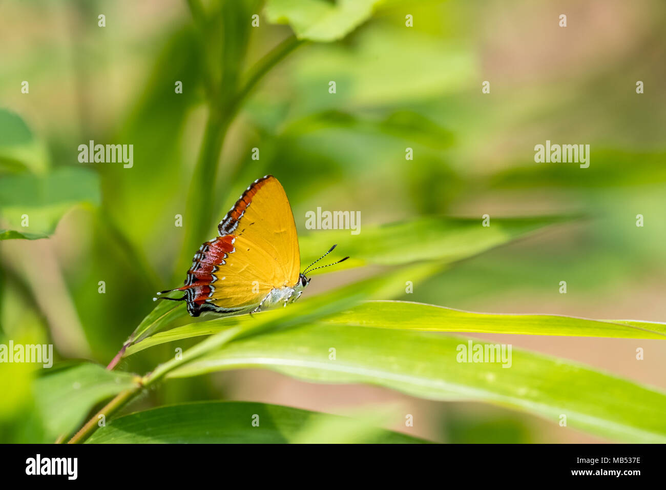 Saphir violet perching on plant Banque D'Images