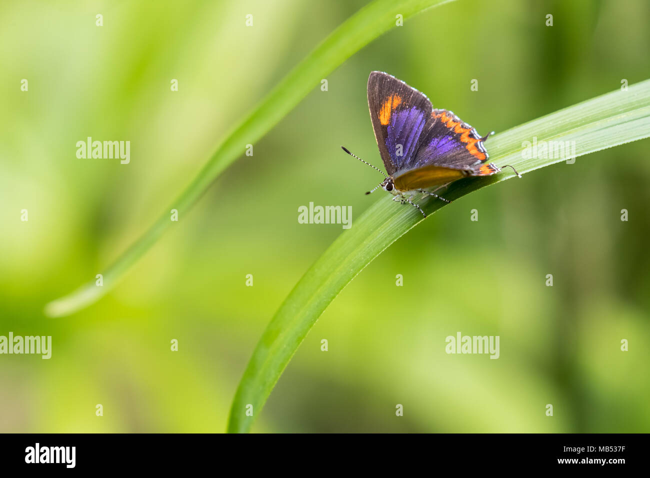 Saphir violet (Heliophorus epicles) perching on plant Banque D'Images