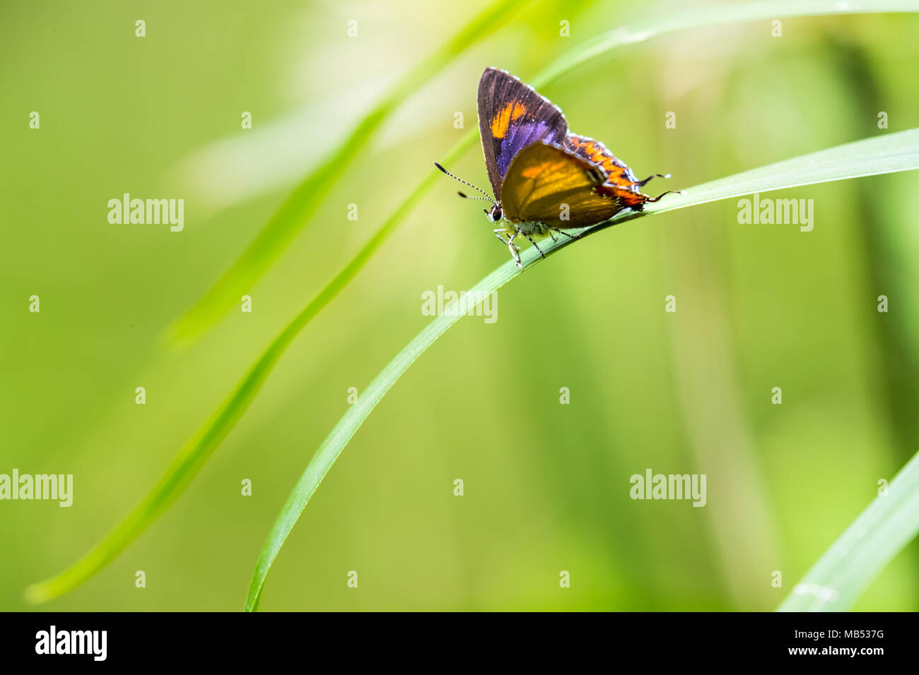 Saphir violet (Heliophorus epicles) perching on plant Banque D'Images