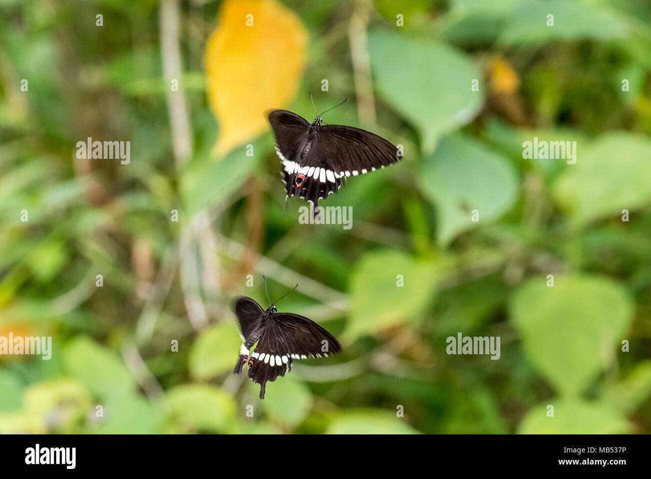 Deux communes (Mormon Papilio polytes) en vol Banque D'Images
