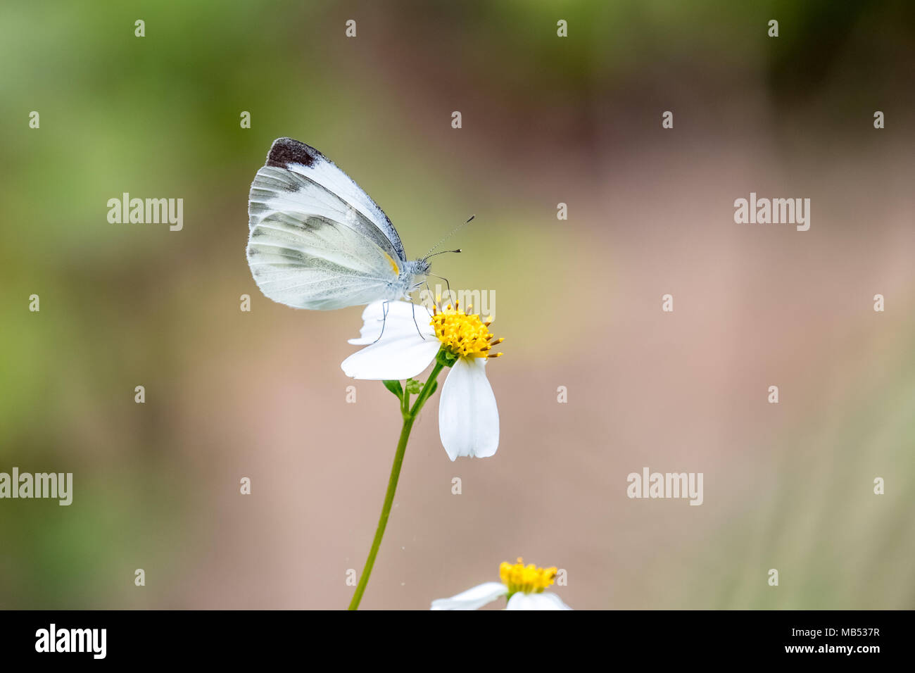 Chou indien White (Pieris canidia) perching on plant Banque D'Images