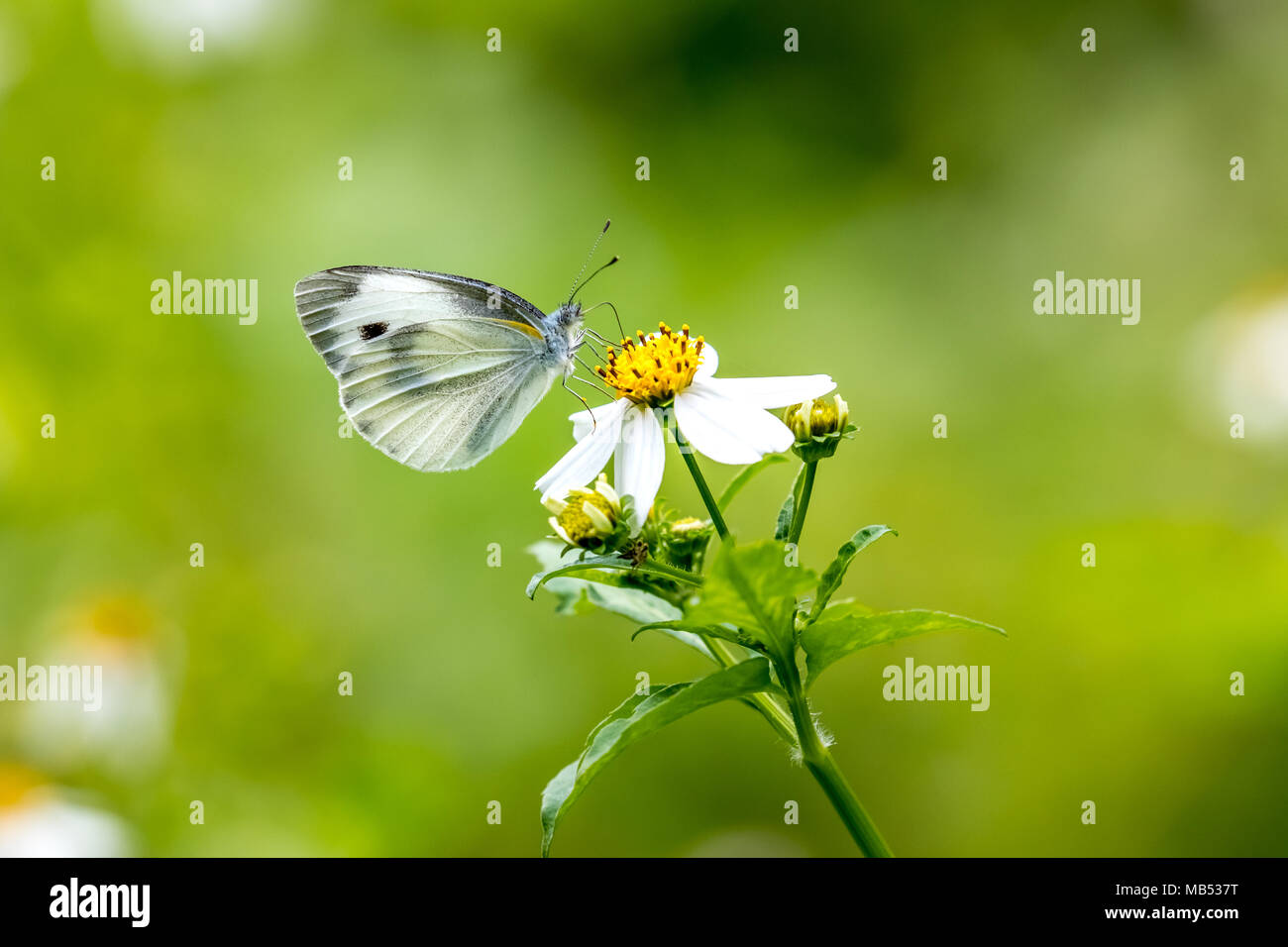 Chou indien White (Pieris canidia) perching on plant Banque D'Images