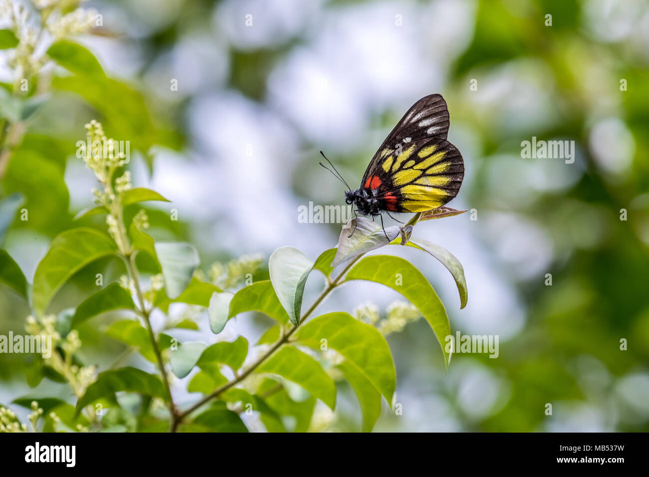 Red-base Jézabel (pasithoe Delias) perching on plant Banque D'Images