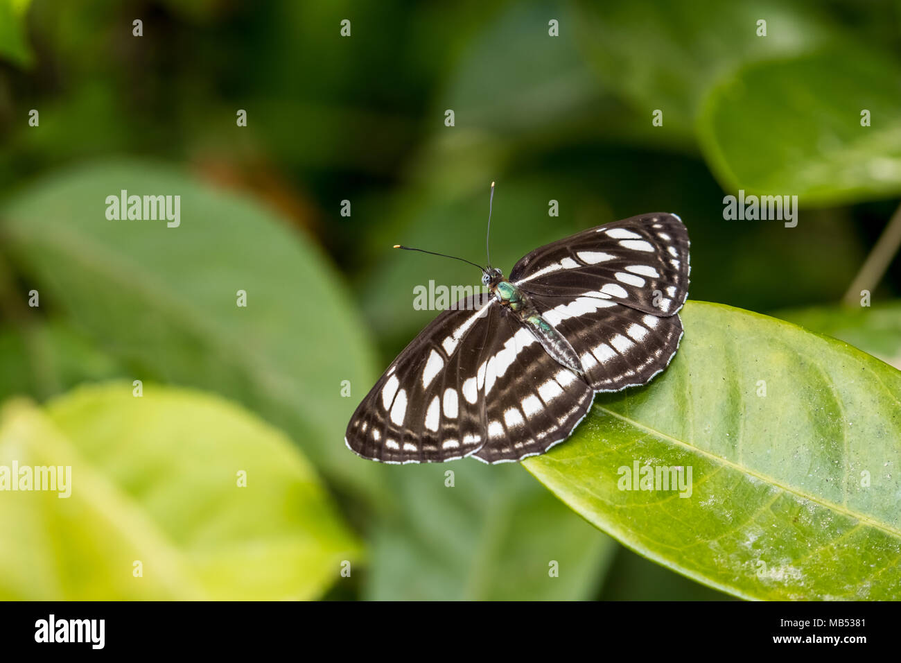 Neptis hylas Sailer (commune) perching on plant Banque D'Images