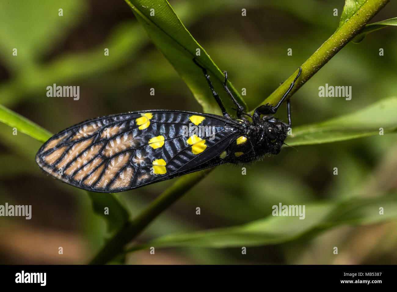 Cigale noir (Gaeana maculata) perching on plant Banque D'Images