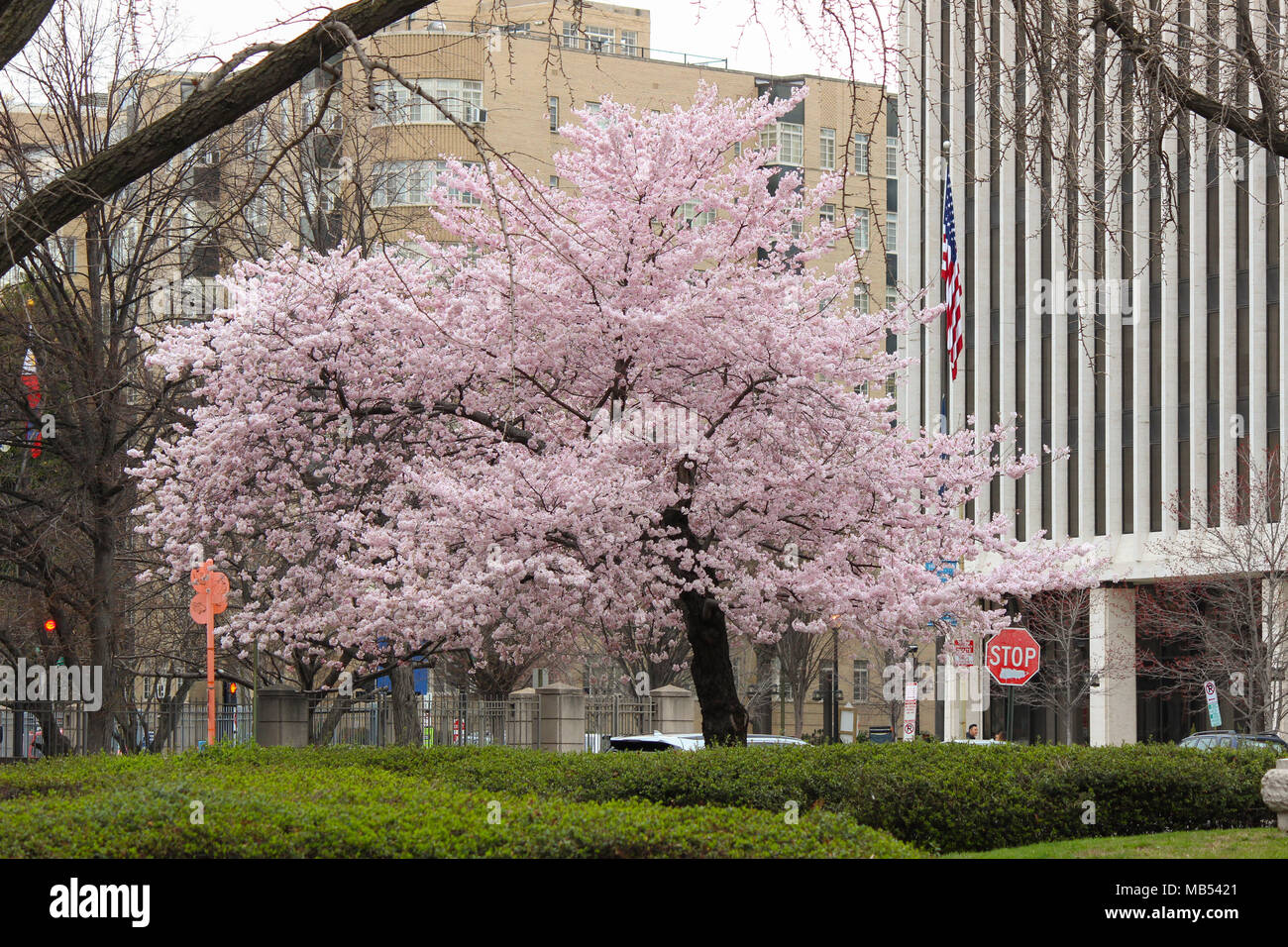 Cerisiers en fleur pic printanier Banque D'Images