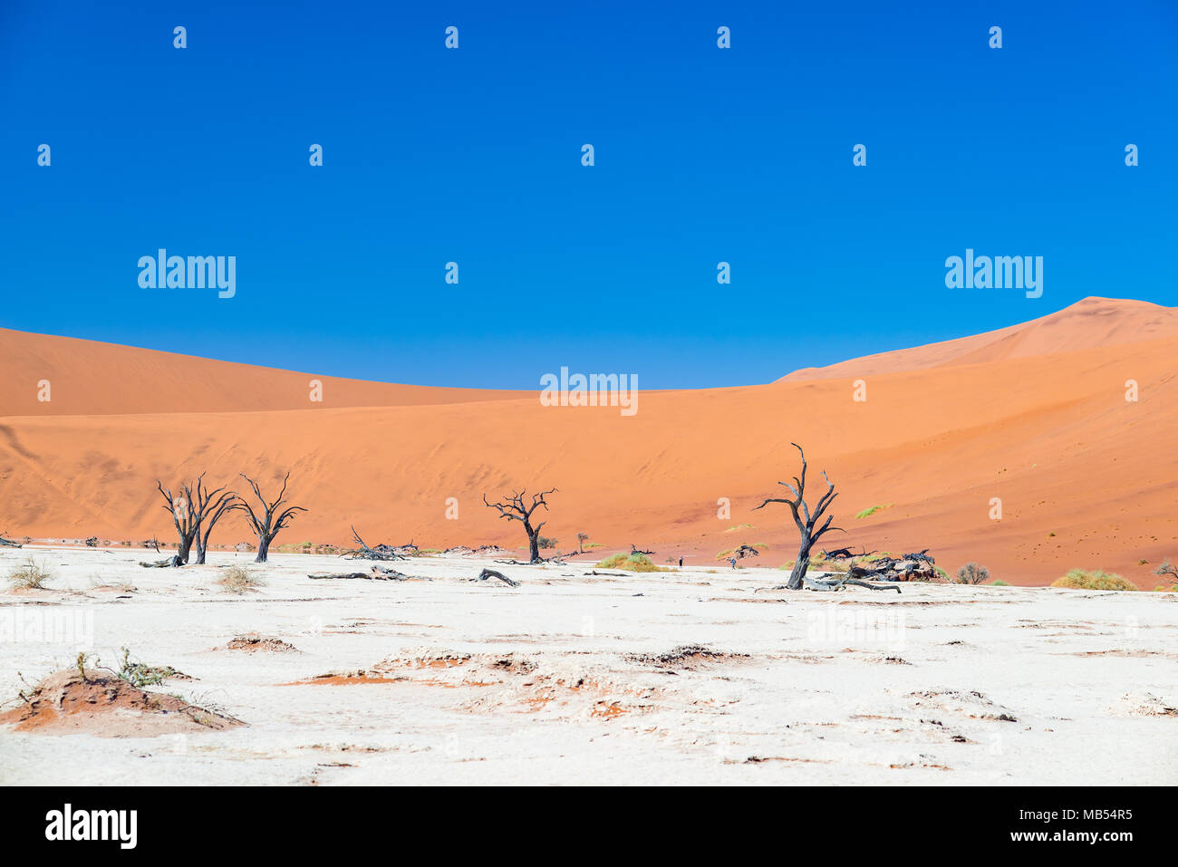 La ville pittoresque de Sossusvlei et Deadvlei, d'argile et de sel avec arbres d'Acacia tressé entouré par de majestueuses dunes de sable. Le Parc National Namib Naukluft, trave Banque D'Images