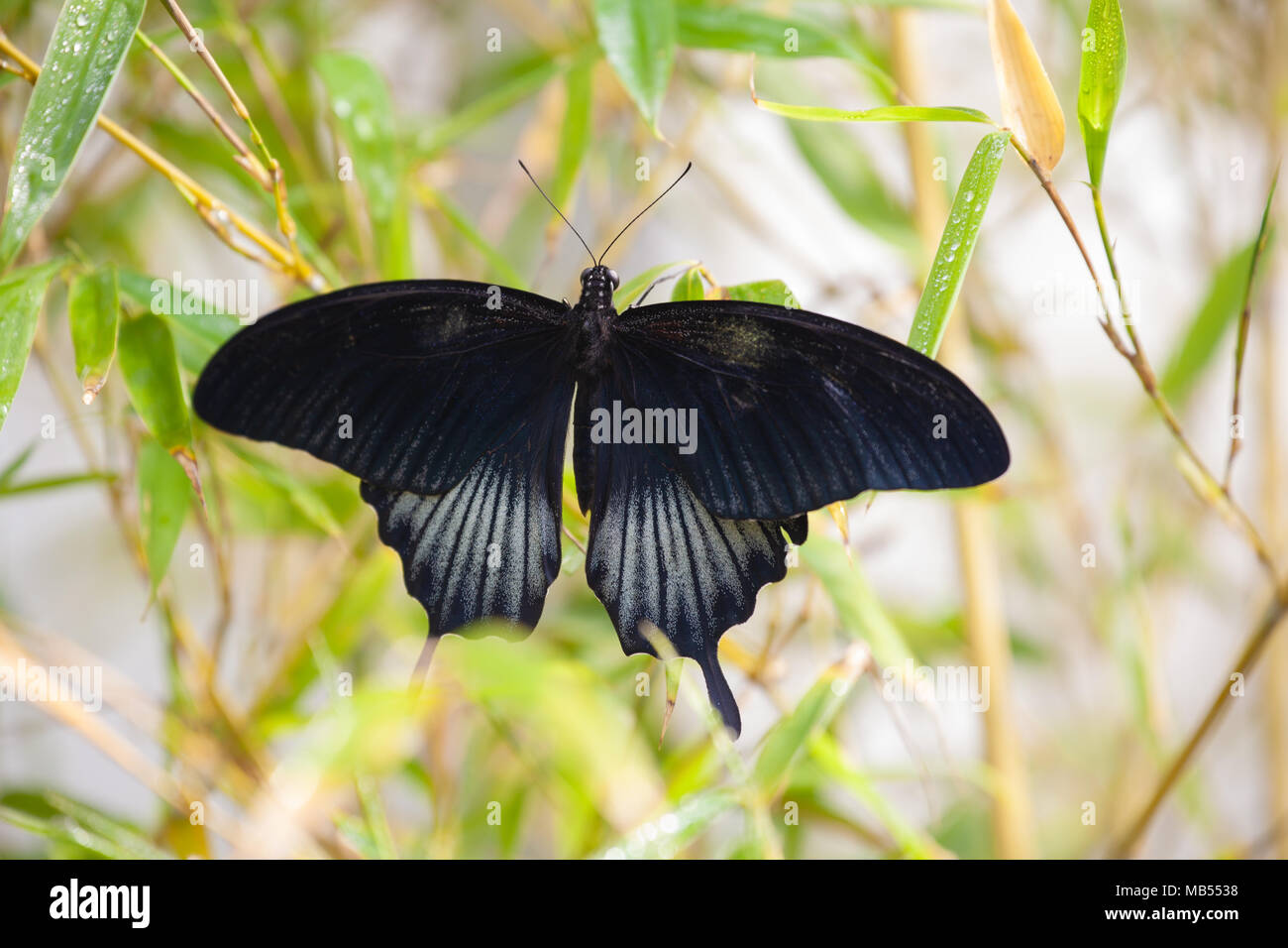 Black Swallowtail Butterfly (Papilio polytes, mormon commun) Banque D'Images