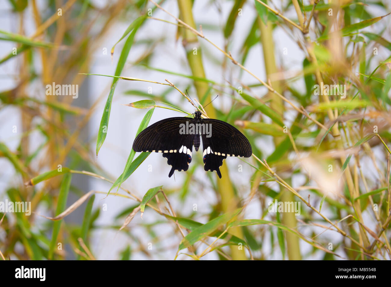 Mormon Papilio polytes (commune) sur une usine en bambou. Banque D'Images