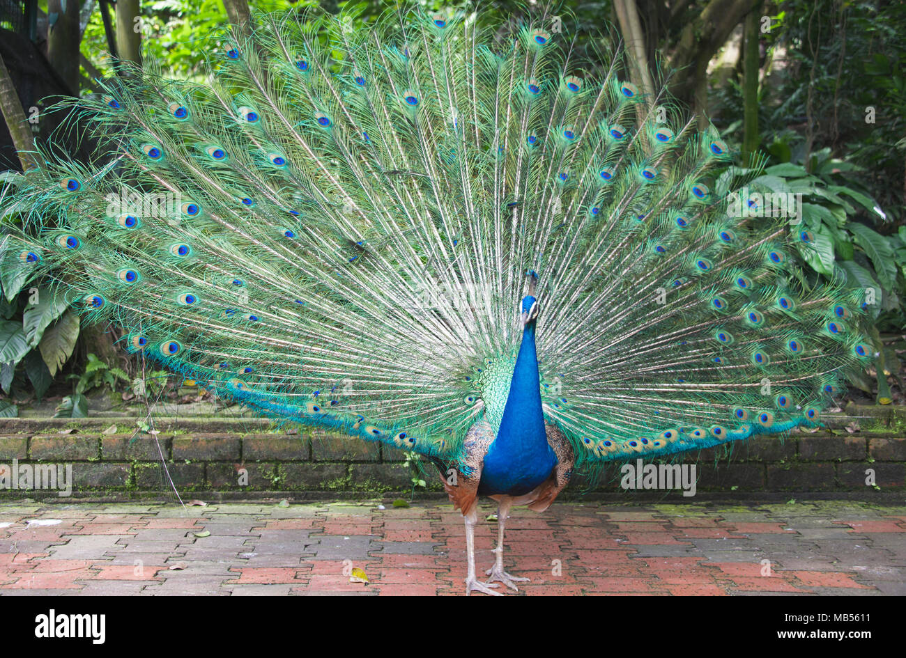 Homme paon indien afficher Bird Park Kuala Lumpur, en Malaisie Banque D'Images