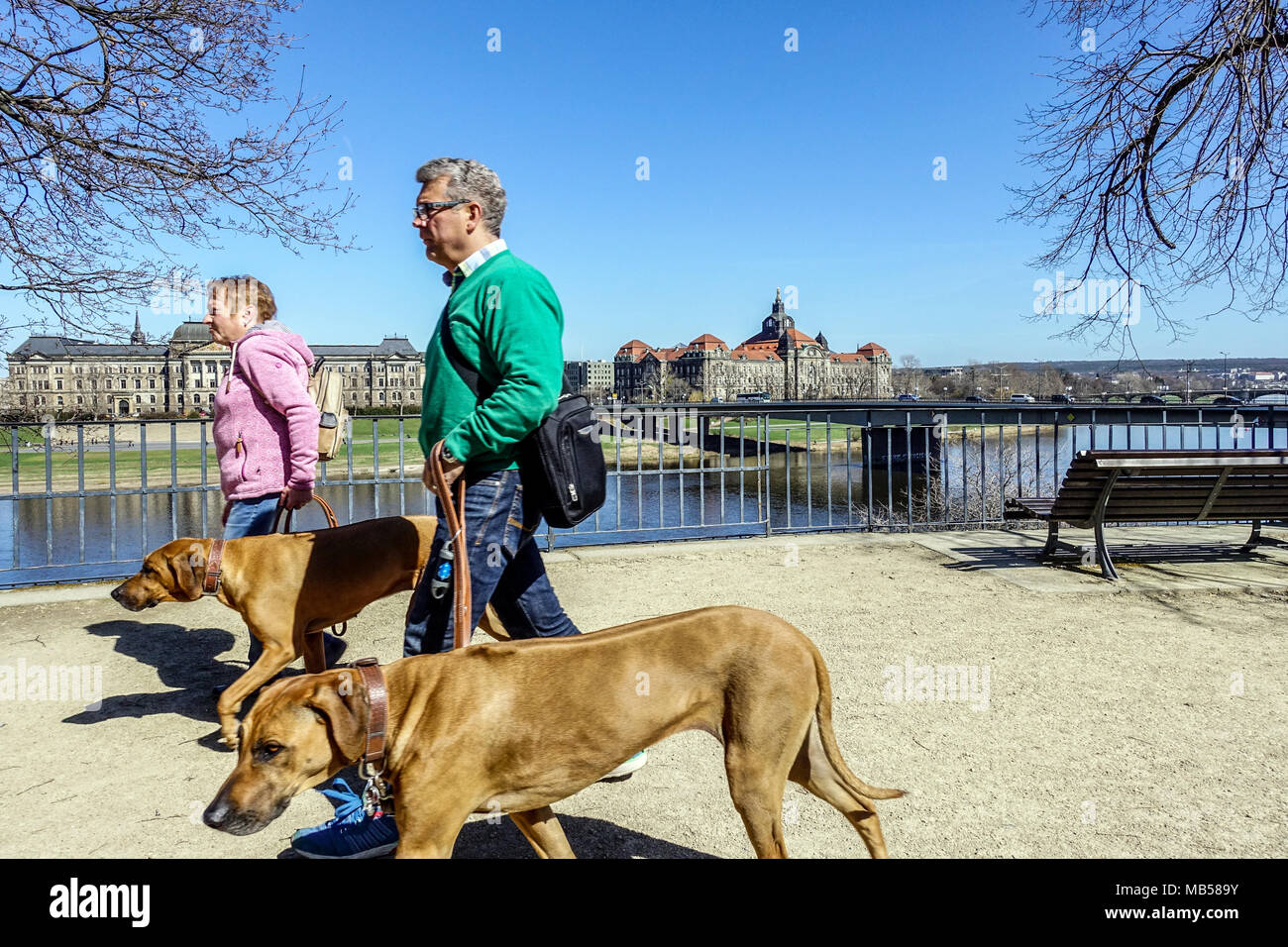 Personnes touristes marchant avec deux chiens Rhodesian Ridgeback, Dresde Bruehl's Terrace Dresde Saxe Allemagne Europe Banque D'Images