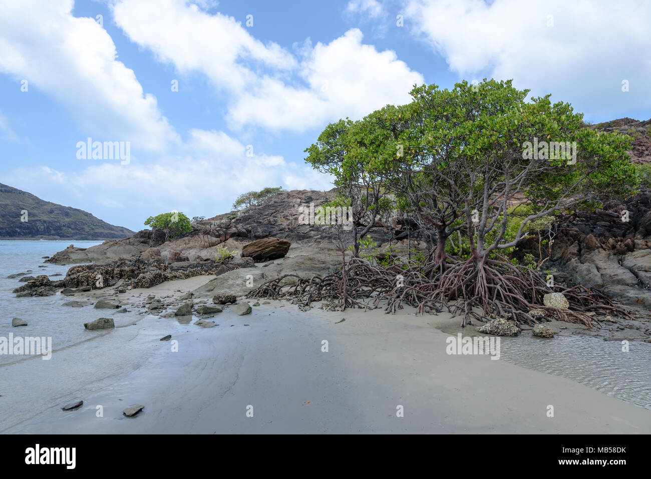 Les palétuviers sur Frangipani Beach par Cape York, l'Australie Banque D'Images