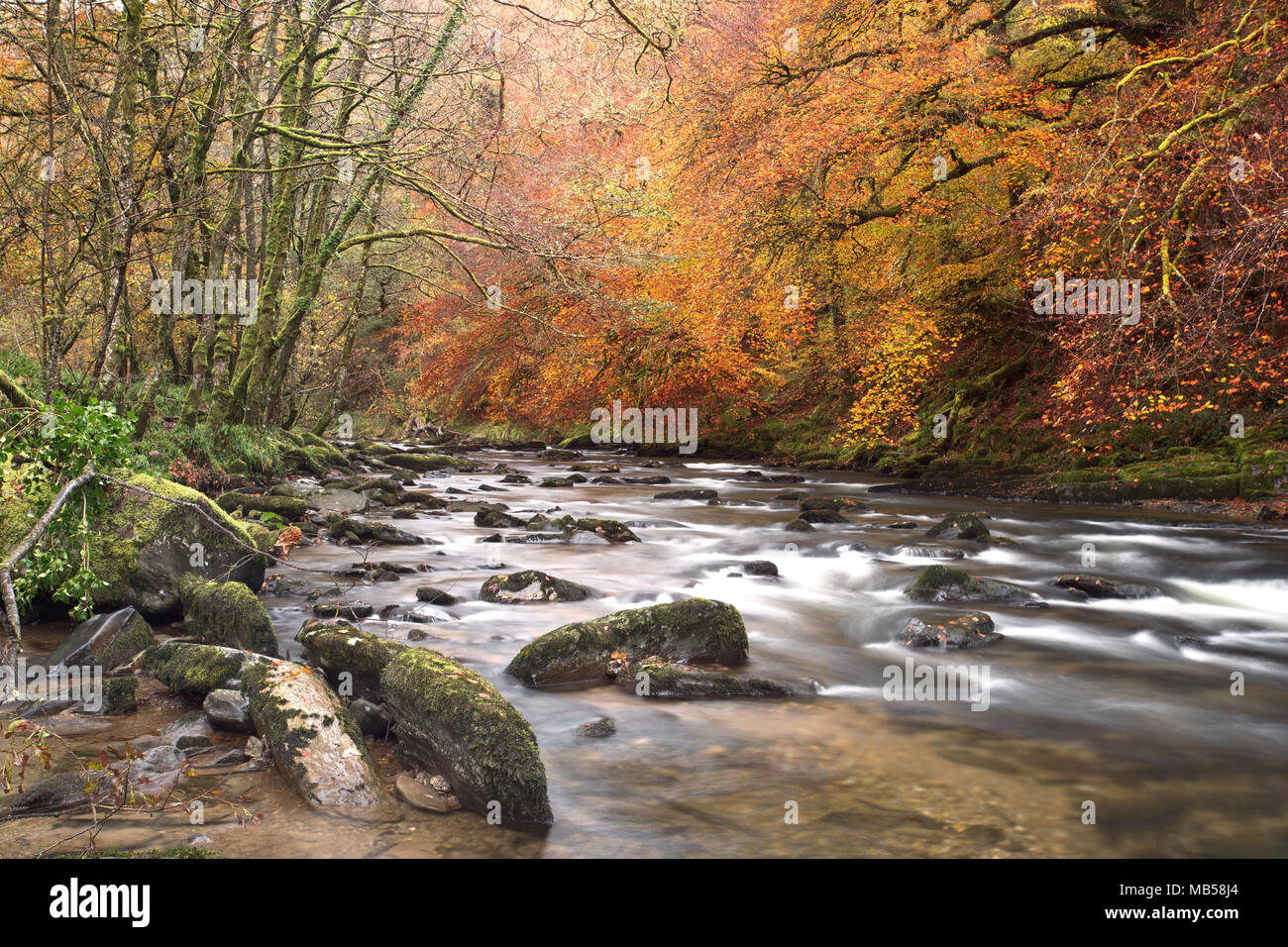 La rivière barle près de Tarr comme suit en automne UK Somerset Exmoor Banque D'Images