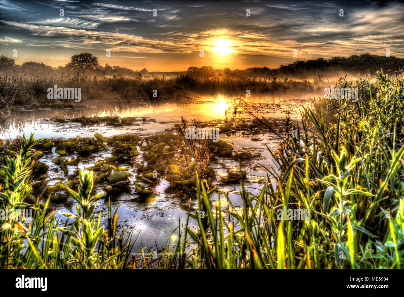 Village de Coddington, Angleterre. Lever du soleil sur artistique un étang d'eau douce dans un domaine agricole de Cheshire. Banque D'Images