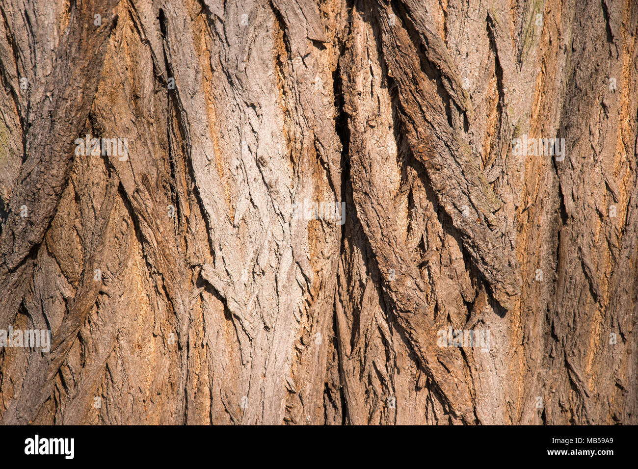 Texture arbre écorce la photo en gros plan avec la peau de l'arbre des fissures. Banque D'Images