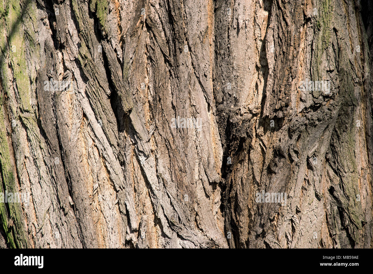 Texture arbre écorce la photo en gros plan avec la peau de l'arbre des fissures. Banque D'Images