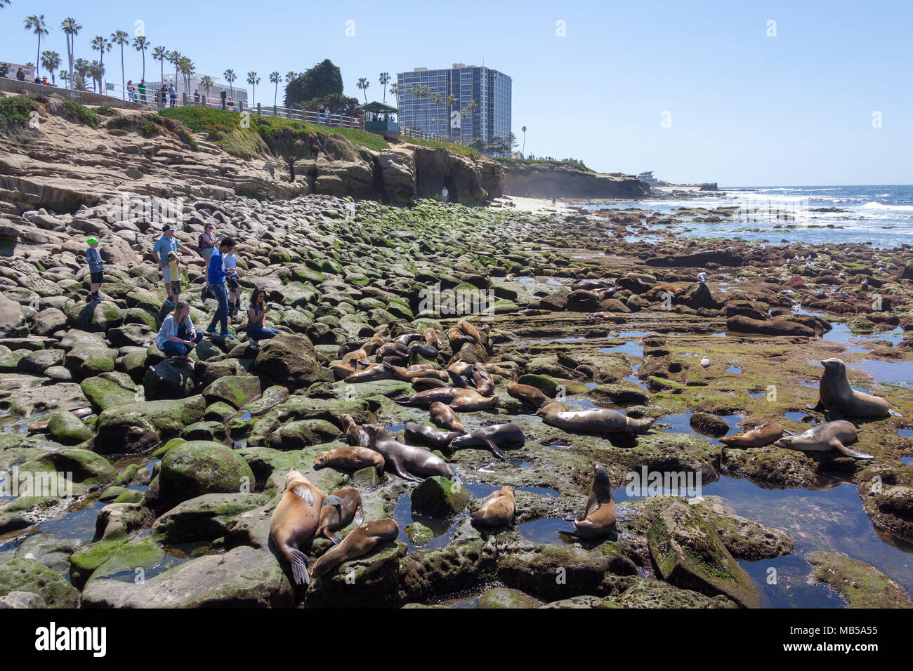 LA Jolla, Californie, USA - MAR 27, 2018 : les touristes déménagement proche d'une colonie de lions de mer pour des photos à La Jolla Cove, près de San Diego, en Californie. Un Banque D'Images