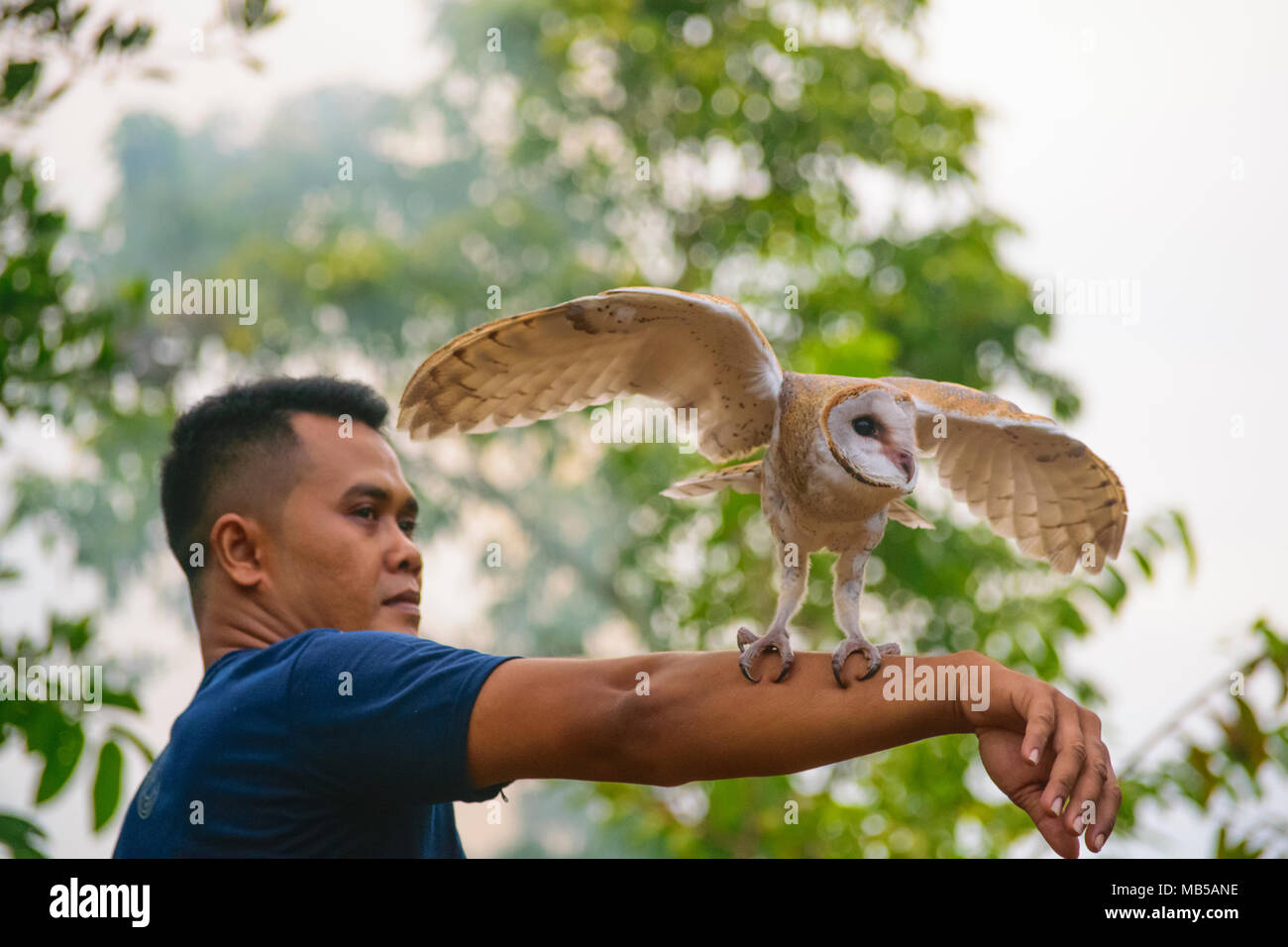 Close up of man holding / Barn Owl Tyto alba - Indonésie Banque D'Images