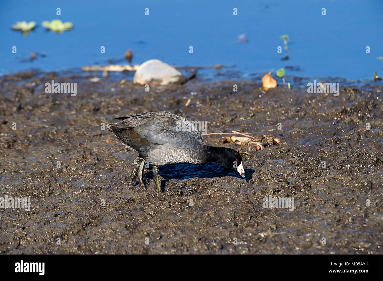 Foulque d'Amérique (Fulica americana) à la recherche de nourriture le long du bord du lac Chapala, Jalisco, Mexique, Jocotopec Banque D'Images