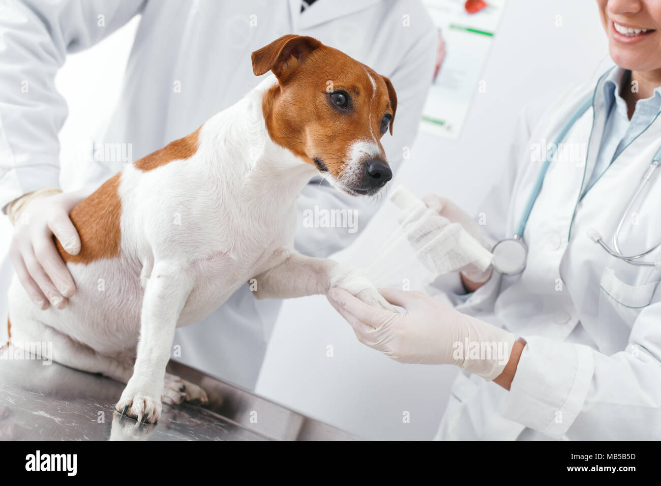 Fracture de la patte du chien, imposer un plâtre. Concept clinique vétérinaire. Services d'un médecin pour les animaux, la santé et le traitement des animaux domestiques Banque D'Images