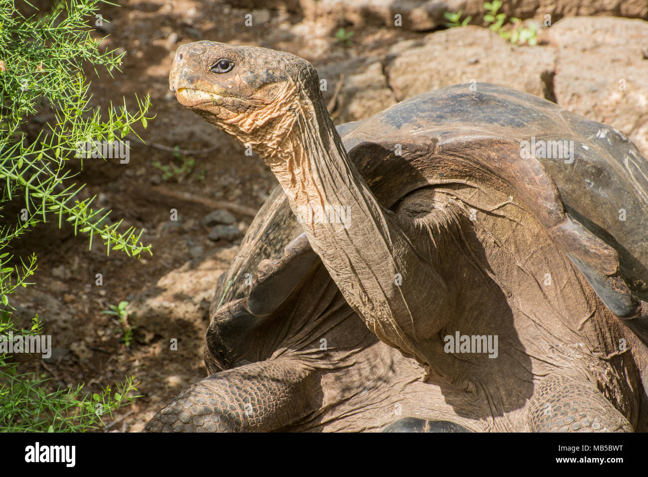 1 de la captive à tortues station de recherche Charles Darwin à Puerto Ayora, sur les îles Galapagos, en Équateur. Partie d'un projet de reproduction en captivité. Banque D'Images