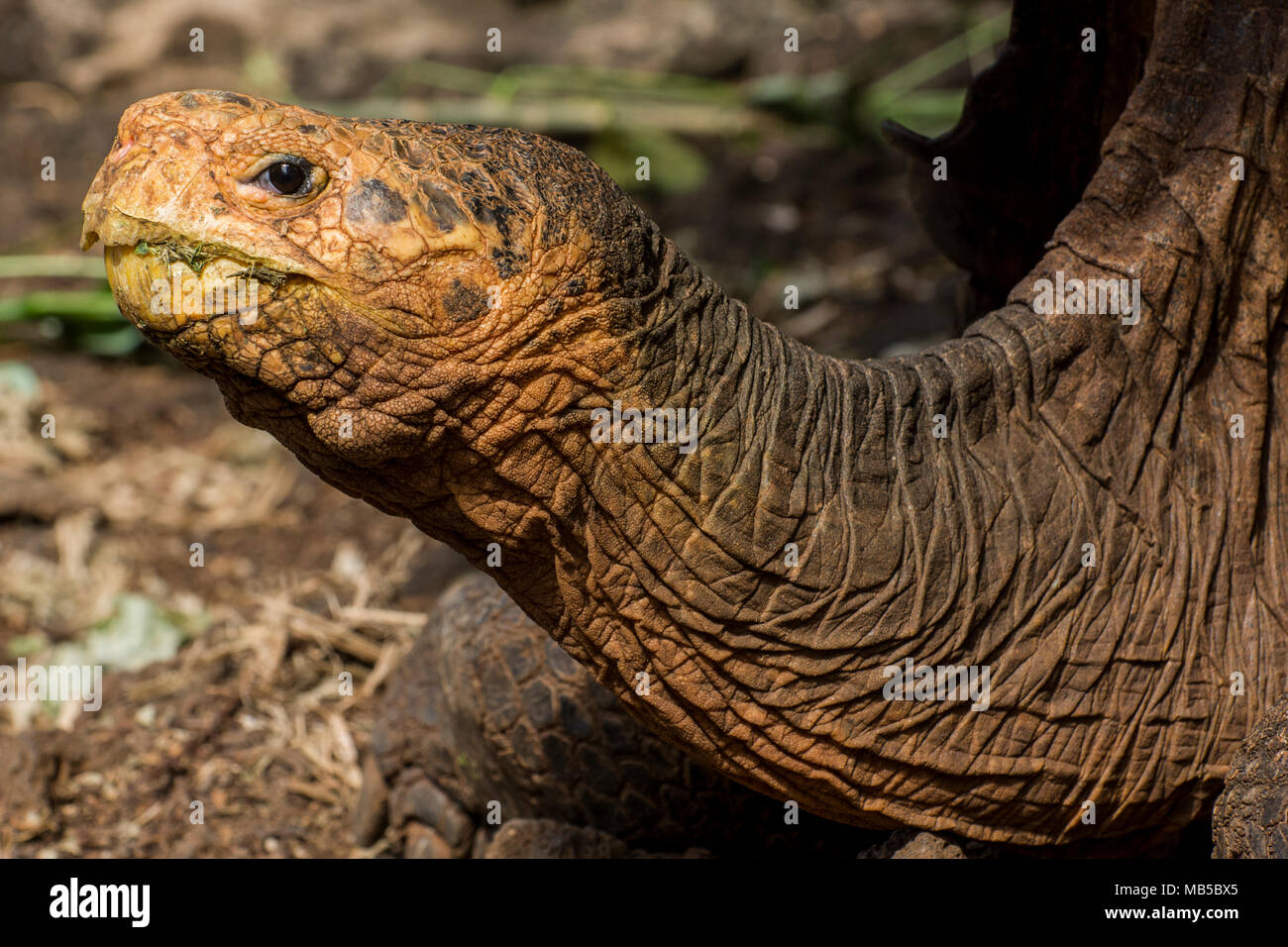 1 de la captive à tortues station de recherche Charles Darwin à Puerto Ayora, sur les îles Galapagos, en Équateur. Partie d'un projet de reproduction en captivité. Banque D'Images
