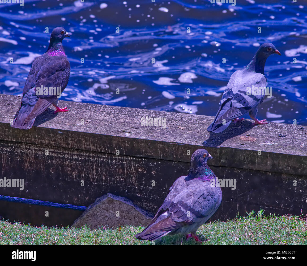 Colombes à Lake Hamilton, Nouvelle-Zélande Banque D'Images