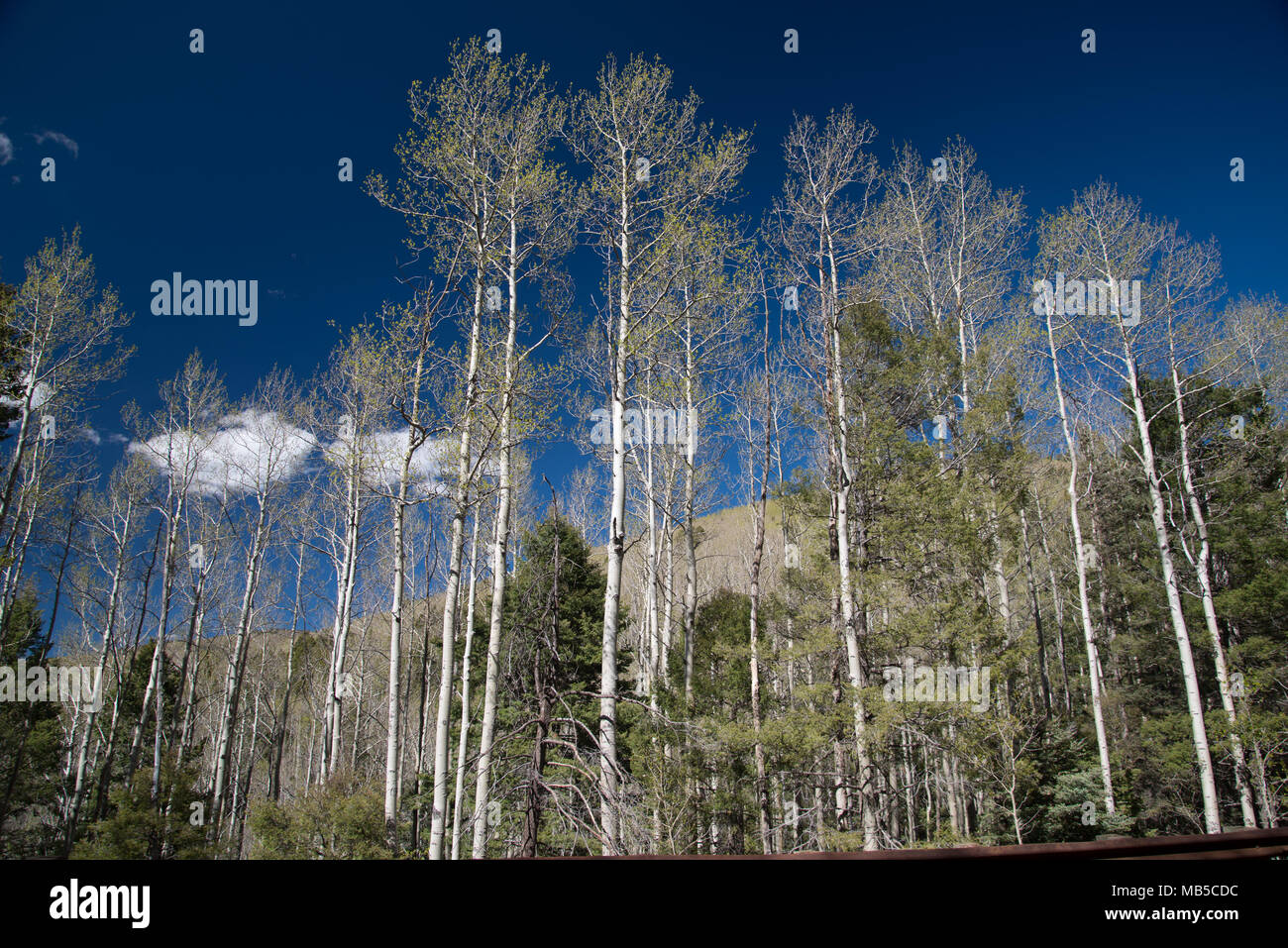 Sur les arbres dans la montagne Nouveau Mexique Banque D'Images