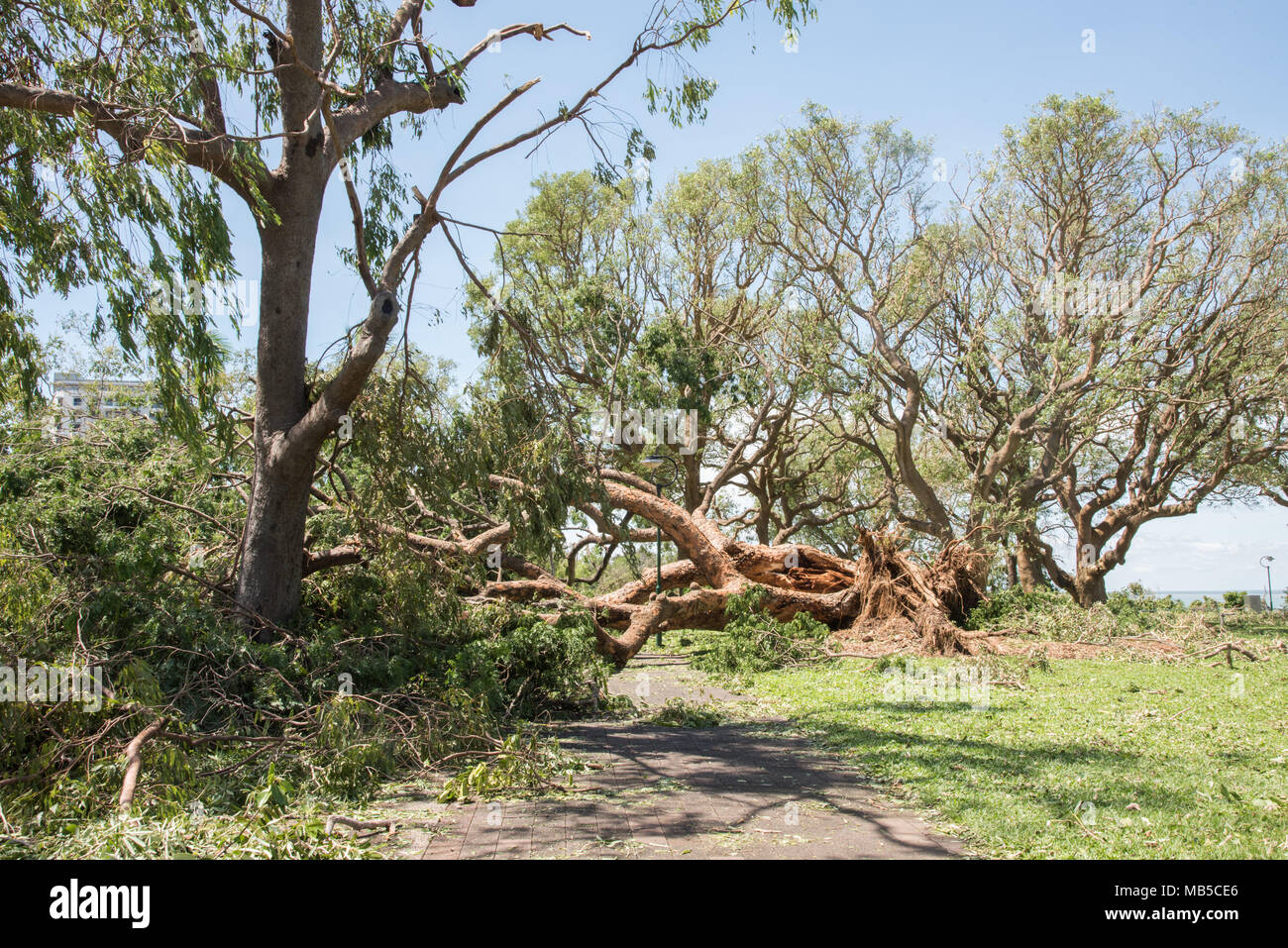 Arbre tombé sur Bicentennial Park sentier après le cyclone Marcus dans Darwin, Australie Banque D'Images