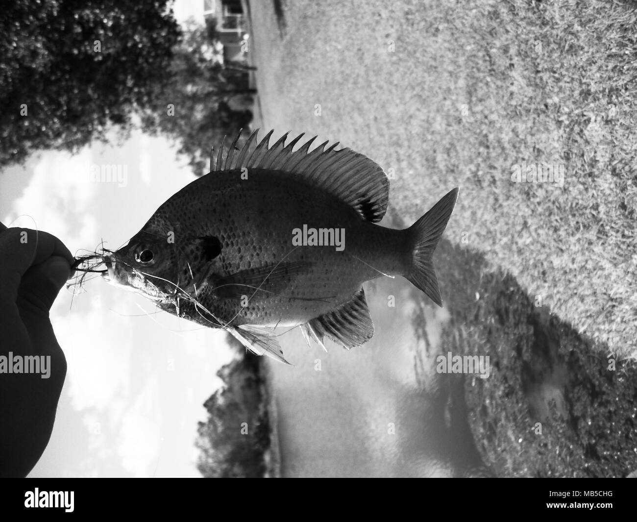 Pêche Blue Gill Banque D'Images