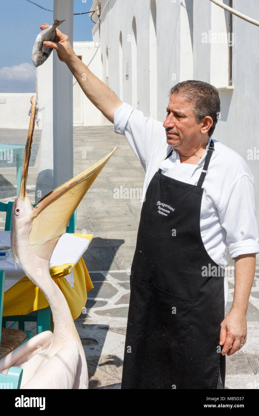 L'homme poissons d'alimentation à Pelican, Chora, Mykonos, Grèce Banque D'Images