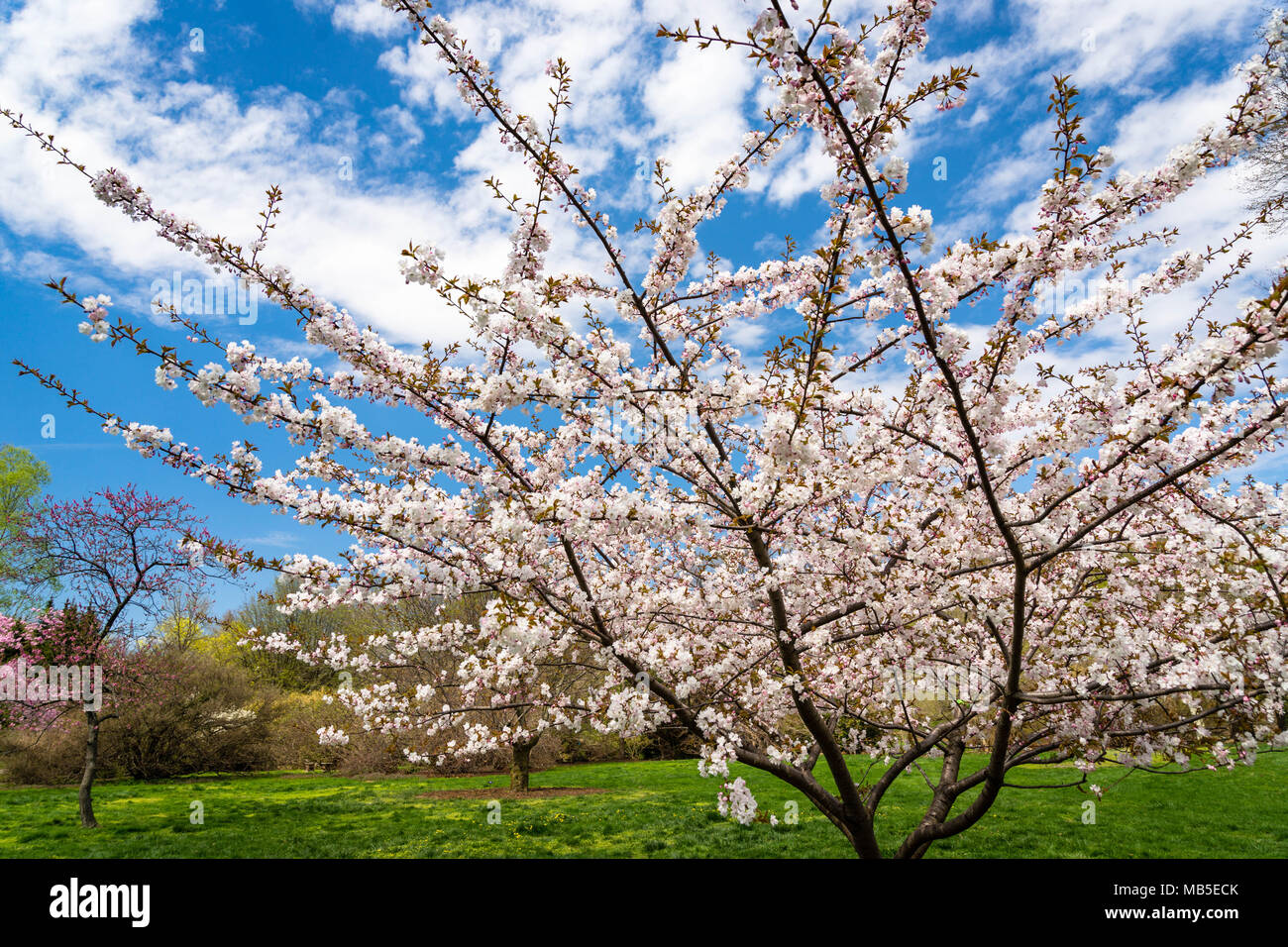 La saison des cerisiers en fleur au Jardin botanique de Brooklyn, avec un Japonais entre eux et apparemment la plus grande collection d'arbres fleuris gais à l'extérieur du Japon, Banque D'Images